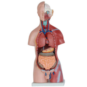 45 cm 23-part human torso anatomy teaching model - 01